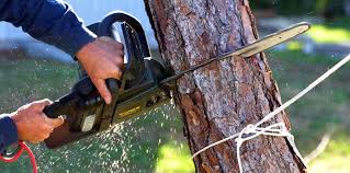 Reliable Salem, OR Tree Services Solutions