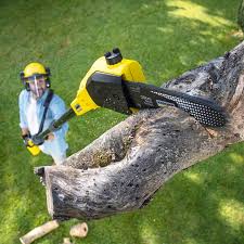 How Our Tree Care Process Works  in  Salem, OR